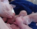A momma Sphynx and her babies Royalty Free Stock Photo