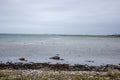 Mommark Strand coast beach in the Winter - Denmark Royalty Free Stock Photo