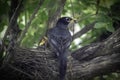 Mommy American robin feeding Her Babies Royalty Free Stock Photo