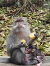 Mommy and baby monkey