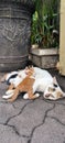 Mommy cat and four kittens was feeding milk