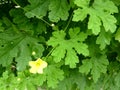 Momordica charantia, Indian bitter gourd, Indian bitter melon