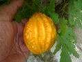 Momordica charantia, Indian bitter gourd, Indian bitter melon