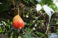 Momordica cochinchinensis fruit