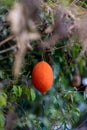 Momordica cochinchinensis. fruit on tree.