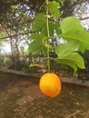 Momordica cochinchinensis Lour. Spreng fruit tree