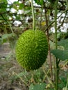 Momordica dioica also known as spiny gourd, Bongaon, West Bengal, India