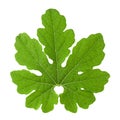 Momordica leaf on white