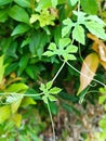 Momordica leaf  & x28;Peria& x29; Royalty Free Stock Photo