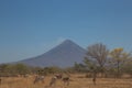 Momotombo view with field and cows