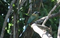 Beautiful Blue Diademed motmot lateral view.