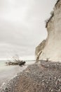 Mon, Denmark - white cliffs Royalty Free Stock Photo
