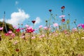 Mon Jam young woman at the mountains of Mon Cham Chiang Mai Thailand, fresh look of flowers outdoor woman spring view