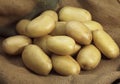 Mona Lisa Potato, Solanum tuberosum Royalty Free Stock Photo