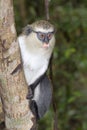 Mona monkey (Cercopithecus mona) in a tree.