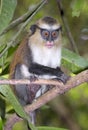 Mona monkey (Cercopithecus mona) in a tree. Royalty Free Stock Photo