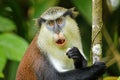 Mona monkey eating in a tree, Grand Etang National Park, Grenada Royalty Free Stock Photo