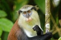 Mona monkey eating in a tree, Grand Etang National Park, Grenada Royalty Free Stock Photo