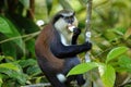 Mona monkey eating in a tree, Grand Etang National Park, Grenada Royalty Free Stock Photo