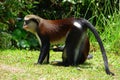 Mona Monkey on the grass. Royalty Free Stock Photo
