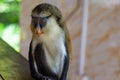 Mona monkey otherwise known as Cercopithecus mona sitting quietly at a table Royalty Free Stock Photo