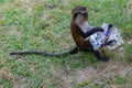 Mona monkey playing and eating out of food wrapper Royalty Free Stock Photo