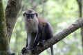 Mona monkey sit atop a tree in the forest Royalty Free Stock Photo