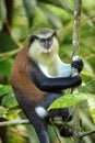 Mona monkey sitting on a tree, Grand Etang National Park, Grenada Royalty Free Stock Photo