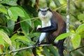 Mona monkey sitting on a tree, Grand Etang National Park, Grenada Royalty Free Stock Photo