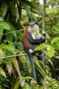 Mona monkey sitting on a tree, Grand Etang National Park, Grenada Royalty Free Stock Photo