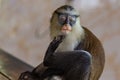 Mona monkey staring at me Royalty Free Stock Photo