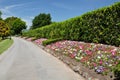 Mona Vale - Flower Beds, Christchurch, New Zealand Royalty Free Stock Photo