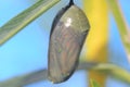 Monach Butterfly Chrysalis Royalty Free Stock Photo