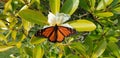 A Monach butterfly eating nectar