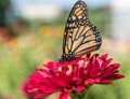 Monach Butterfly on Red Zinnia Royalty Free Stock Photo