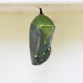 Monach Chrysalis Royalty Free Stock Photo