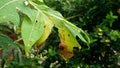 Monachhoides vicinus hanging on papaya leaves Royalty Free Stock Photo