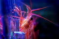 Monaco Peppermint Shrimp - Lysmata seticaudata