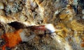 Monaco peppermint shrimp - Lysmata seticaudata