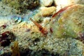 Monaco peppermint shrimp - Lysmata seticaudata