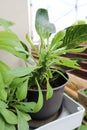 Monadenium, Euphorbia ritchiei or EUPHORBIACEAE