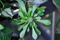 Monadenium, Euphorbia ritchiei or EUPHORBIACEAE