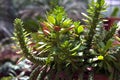 Monadenium guentheri var. mammllare PRO Bally. EUPHORBIACEAE.