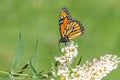 Monarach Butterfly on a Butterflybush Royalty Free Stock Photo