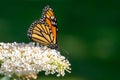 Monarach Butterfly on a Butterflybush Royalty Free Stock Photo