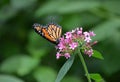 Monarca Butterfly