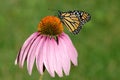 Monarch Royalty Free Stock Photo