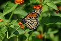 Monarch Royalty Free Stock Photo