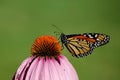 Monarch Royalty Free Stock Photo