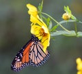 Monarch on Beggarticks Flower Royalty Free Stock Photo